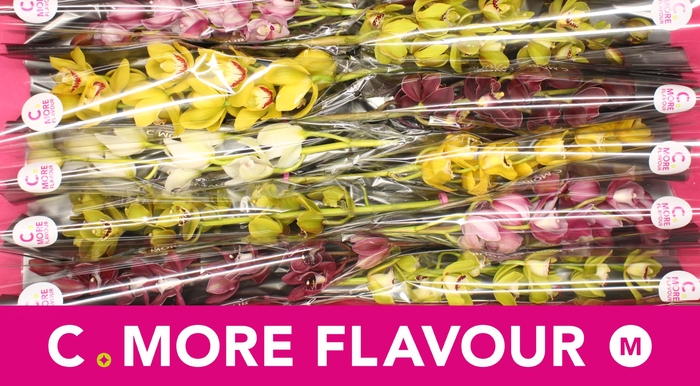 <h4>Mini cymbidium 'Mix 60 cm'</h4>