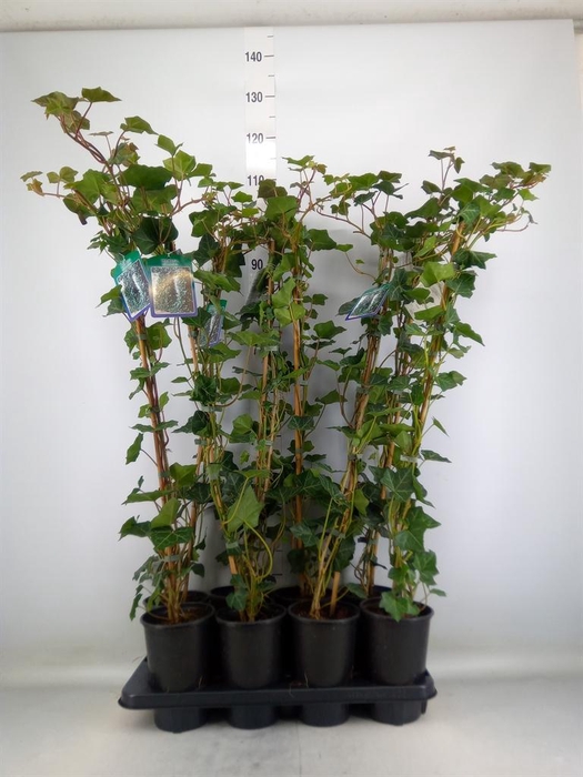 <h4>Hedera hibernica</h4>