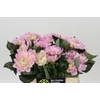 Dahlia Princess Kate