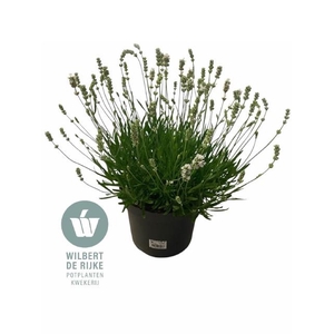 LAVAN AN AROMA WHITE