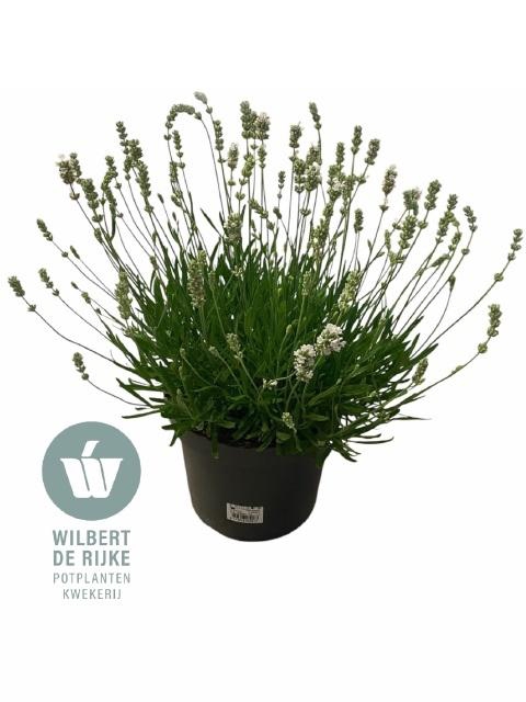 <h4>LAVAN AN AROMA WHITE</h4>