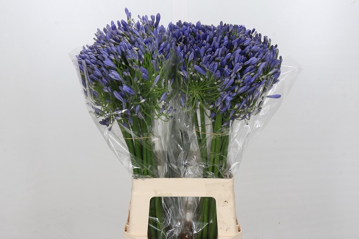 <h4>Agapanthus Blue Heaven</h4>