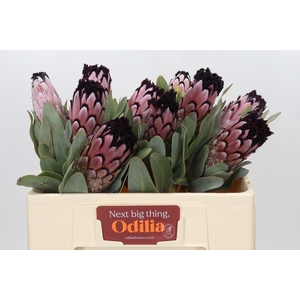Protea African Didi