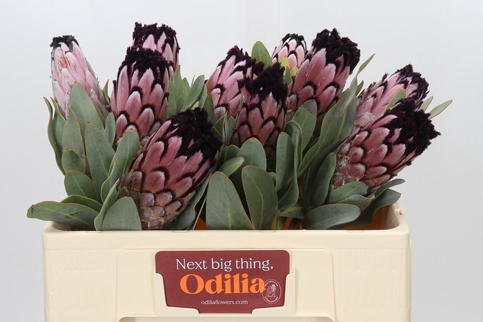 <h4>Protea African Didi</h4>