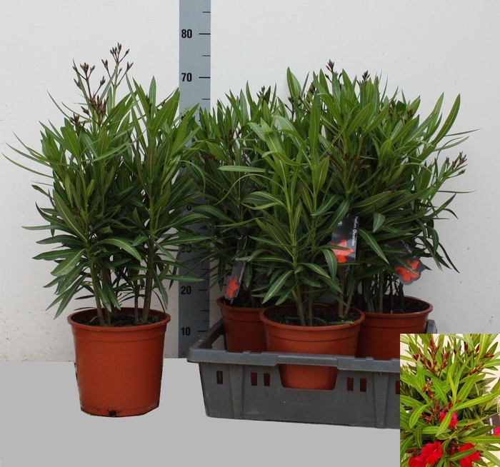 <h4>NERI OLEANDER</h4>