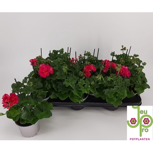 PEL PELT ROY HOT PIN