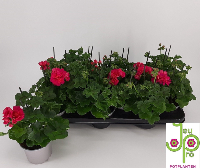 <h4>PEL PELT ROY HOT PIN</h4>