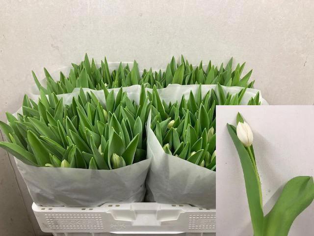 <h4>TU EN ROYAL VIRGIN</h4>