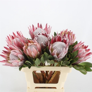 Protea cynaroides