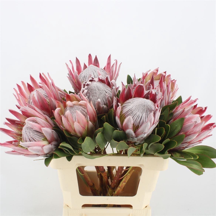 <h4>Protea cynaroides</h4>
