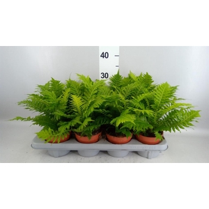 Blechnum gibbum 'Silver Lady'