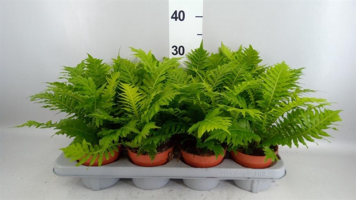 <h4>Blechnum gibbum 'Silver Lady'</h4>