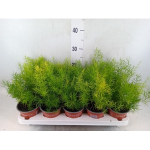 Asparagus dens. 'Sprengeri'
