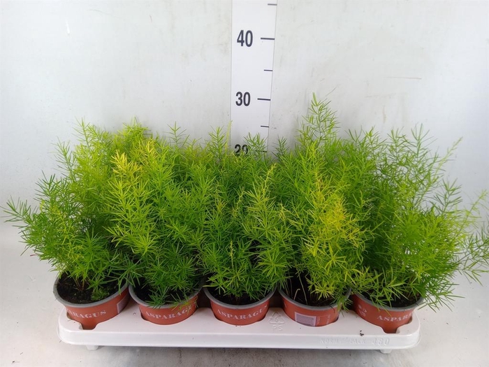 <h4>Asparagus dens. 'Sprengeri'</h4>