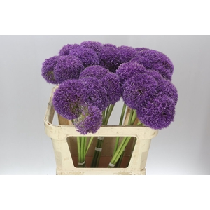 Allium Giganteum