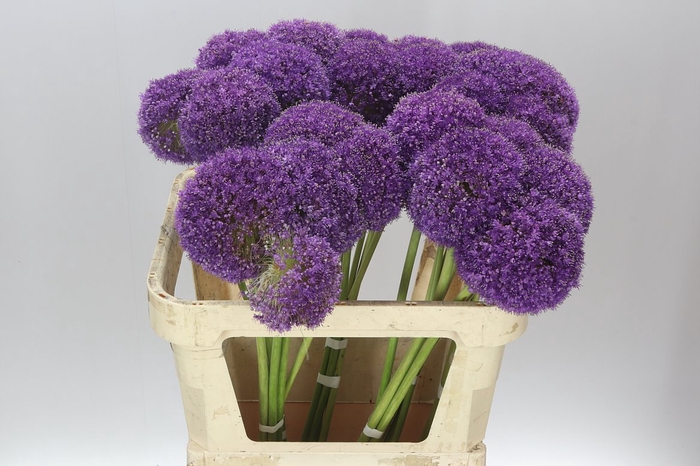 <h4>Allium Giganteum</h4>