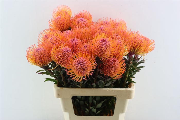 <h4>Leuco Klbh New Rose</h4>