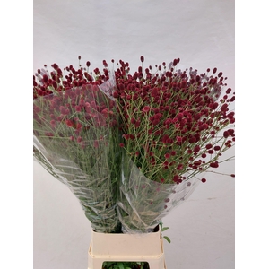 SANG OFFICINALIS