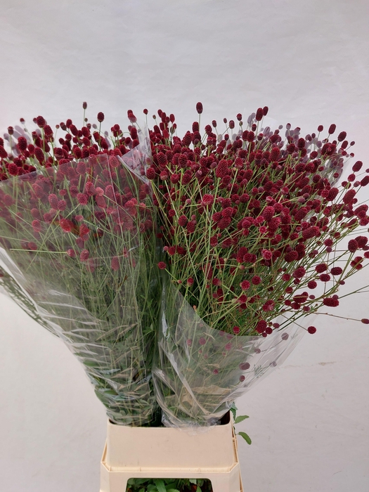 <h4>SANG OFFICINALIS</h4>