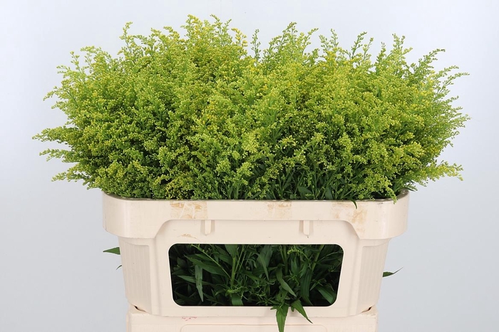 <h4>Soli Tara Gold</h4>