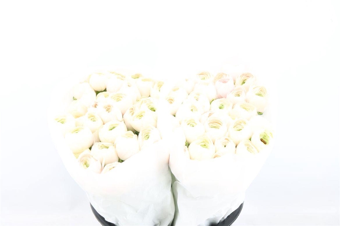 <h4>Ran Cloni Ex Hanoi</h4>