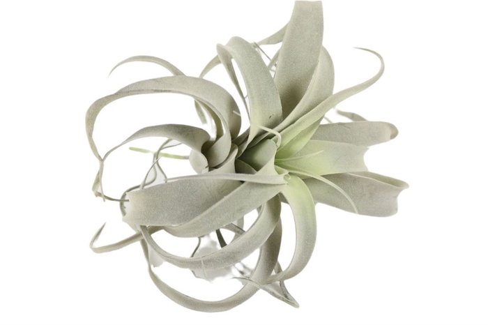 BRANCH TILLANDSIA XEROGRAPHICA$