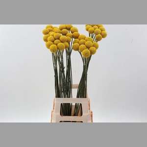 Craspedia Paintball Pop