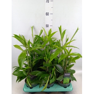 Dracaena surculosa