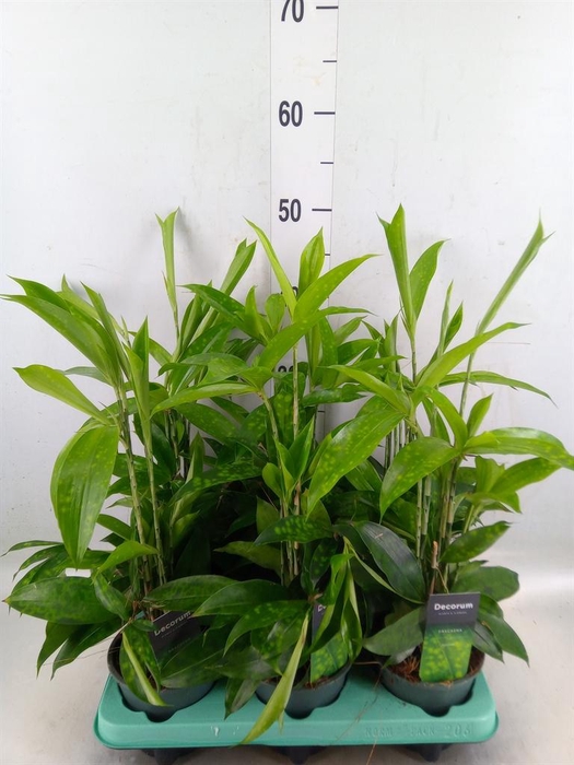 <h4>Dracaena surculosa</h4>
