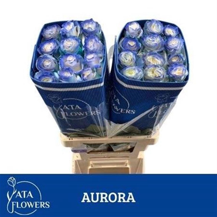 <h4>R Gr Aurora Ec</h4>