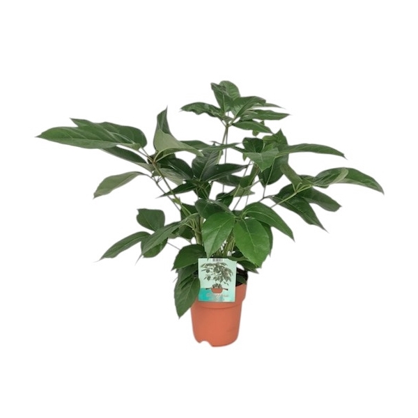 <h4>Schefflera Actinophylla</h4>