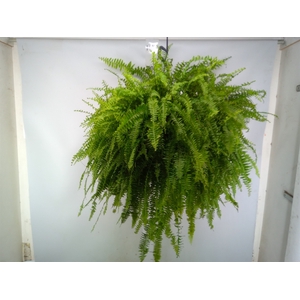 Nephrolepis exal. 'Green Lady'