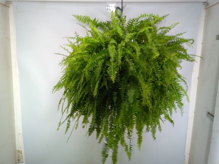 <h4>Nephrolepis exal. 'Green Lady'</h4>