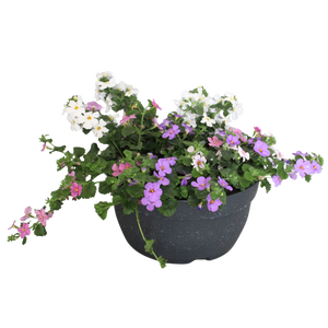 Schaal 26 Mix 13 Bacopa Trio