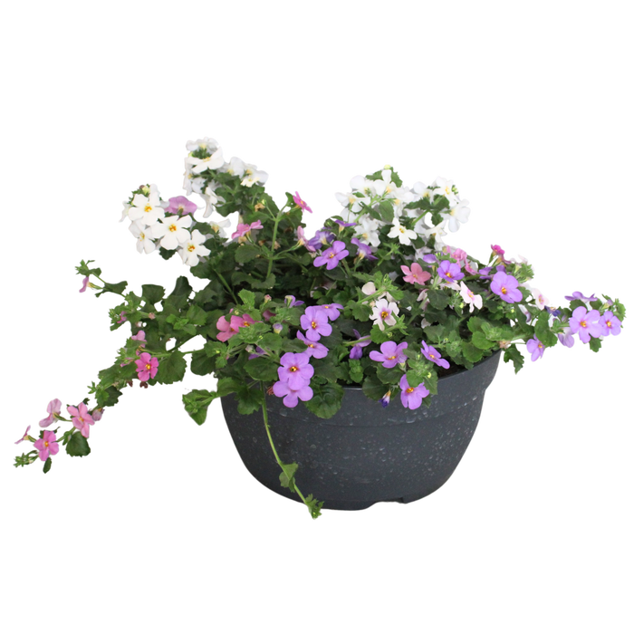 <h4>Schaal 26 Mix 13 Bacopa Trio</h4>