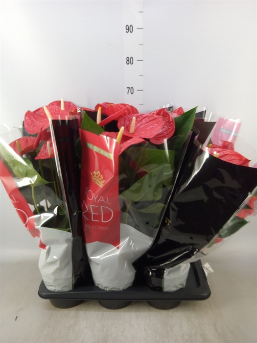 <h4>Anthurium andr. 'Oklahoma'</h4>