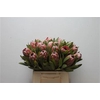 Protea Pink Ice No Leaves