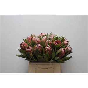 Protea Pink Ice
