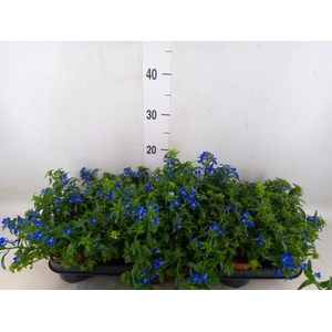 Lobelia erin. 'Richardii'