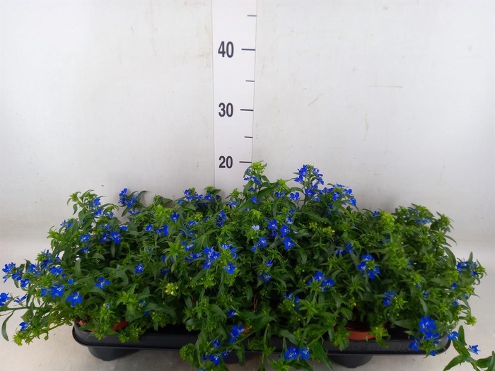 <h4>Lobelia erin. 'Richardii'</h4>