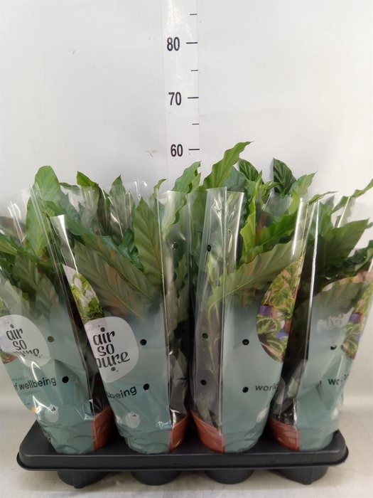 <h4>Calathea rufibarba 'Miroscha'</h4>