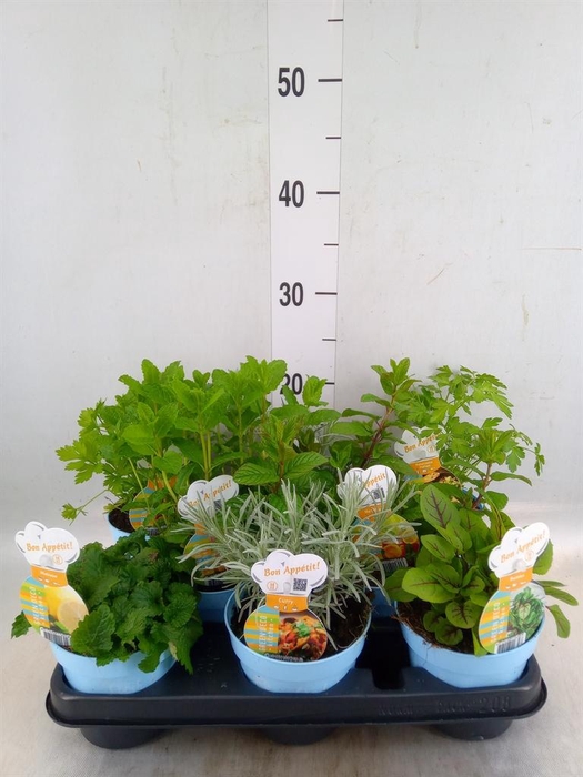 <h4>Tuinkruiden   ...mix</h4>