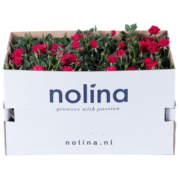 <h4>Nolina Roses Ø 10,5 cm Deep pink in box st. 1-2</h4>