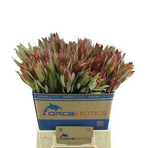 Leucadendron High Light