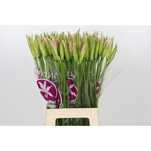 Nerine Sofie