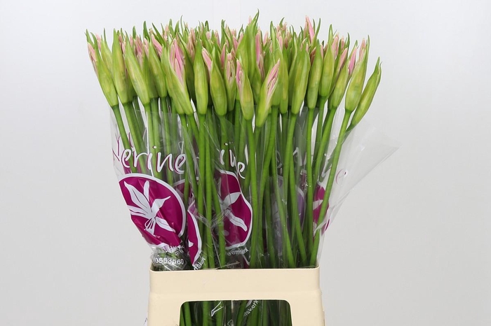 <h4>Nerine Sofie</h4>