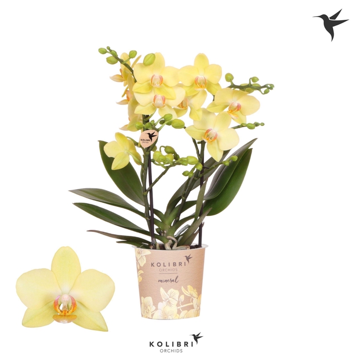 <h4>Kolibri Orchids Phalaenopsis Albenga 2 spike</h4>