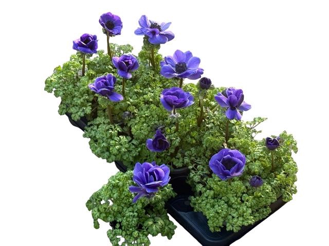 <h4>ANEM CO ANI BLUE</h4>