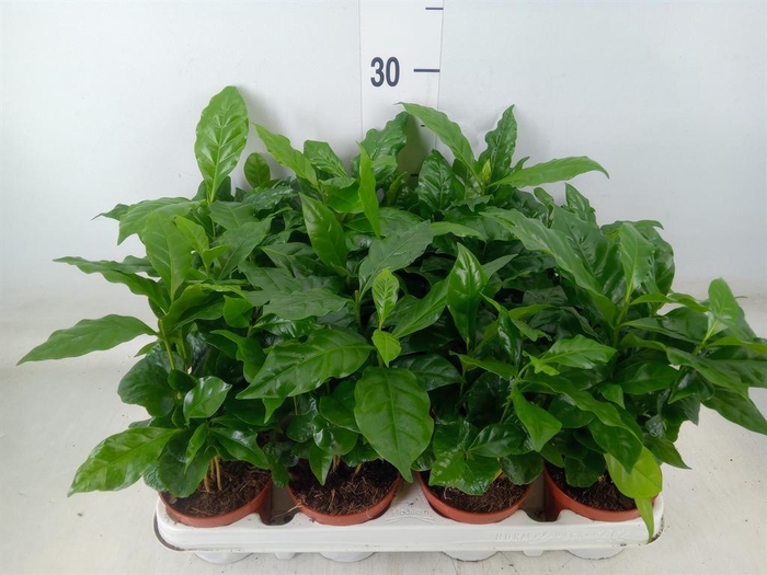 <h4>Coffea arabica</h4>