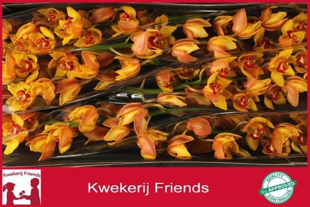 <h4>CYMB T AMALIA</h4>